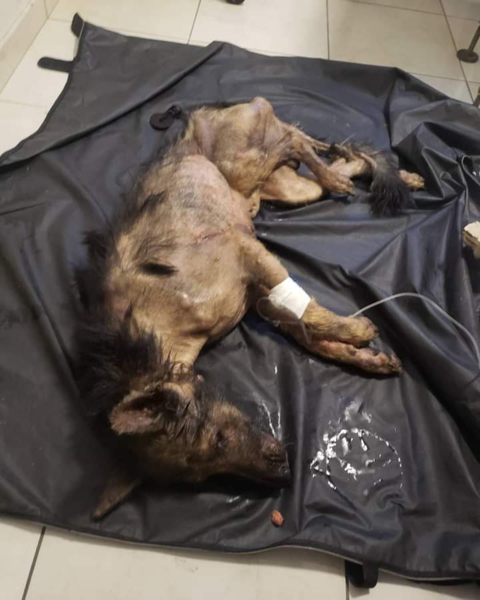 Horreur à Abidjan : Un chien assassiné pour avoir cherché à manger