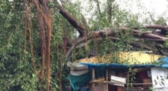 Un arbre casse une maison