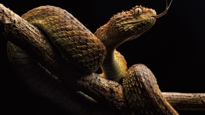 Ph:DR un serpent Ph:DR un serpent