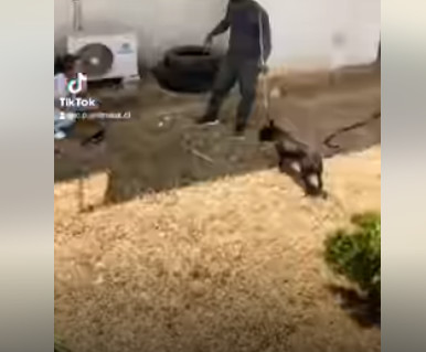 Sauvetage de chiens à Abidjan : Le CPA fait une descente à Bassam pour sauver 3 chiens abandonnés Sauvetage de chiens à Abidjan : Le CPA fait une descente à Bassam pour sauver 3 chiens abandonnés