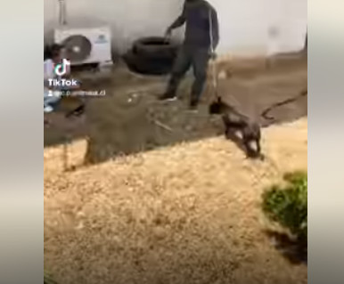 ​Sauvetage de chiens à Abidjan : Le CPA fait une descente à Bassam pour sauver 3 chiens abandonnés