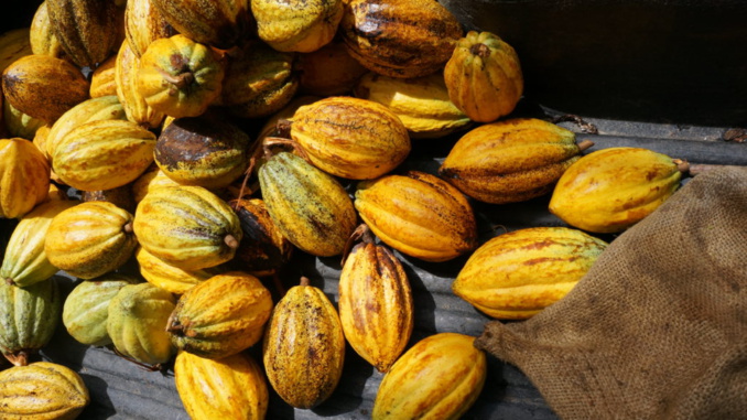 Le conseil Café –Cacao de Côte d’Ivoire présent au Forum européen du Cacao en Italie. Le conseil Café –Cacao de Côte d’Ivoire présent au Forum européen du Cacao en Italie.