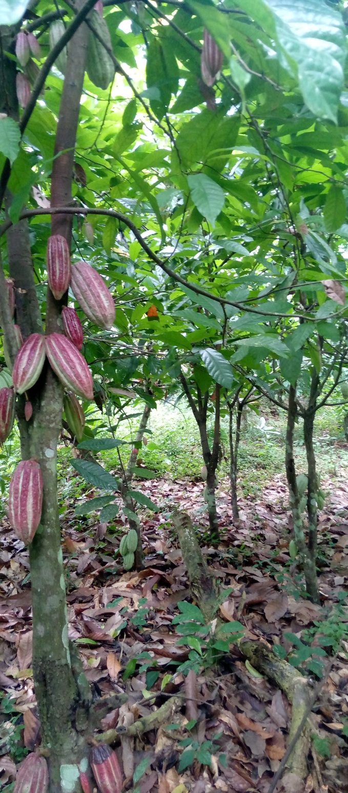 Le prix du kilogramme de cacao en légère hausse de 75 f Le prix du kilogramme de cacao en légère hausse de 75 f