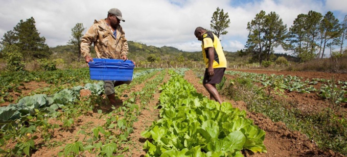 Petits exploitants agricoles :credit photo: site des Nations Unies