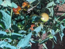 Le programme 2SCALE : défi pour une exploitation durable des sols en maraîchage. Le programme 2SCALE : défi pour une exploitation durable des sols en maraîchage.