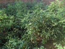 Le programme 2SCALE : défi pour une exploitation durable des sols en maraîchage. Le programme 2SCALE : défi pour une exploitation durable des sols en maraîchage.