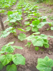 Le programme 2SCALE : défi pour une exploitation durable des sols en maraîchage. Le programme 2SCALE : défi pour une exploitation durable des sols en maraîchage.