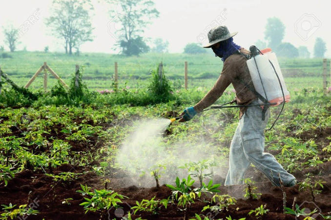 Afrique de l’Ouest :  La santé humaine menacée par l’utilisation des pesticides dans l’agriculture.