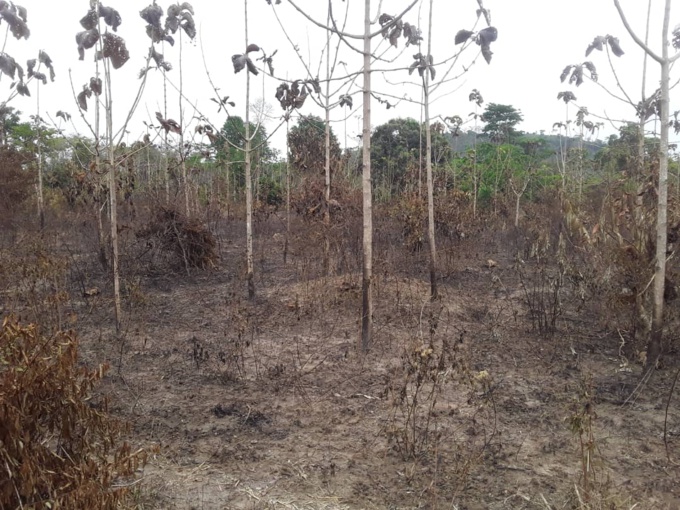 Bangolo/ Un paysan met le feu à sa parcelle et est retrouvé mort. Bangolo/ Un paysan met le feu à sa parcelle et est retrouvé mort.