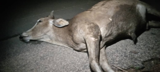 Un motocycliste fonce sur un troupeau, tue un boeuf et se blesse grièvement. Un motocycliste fonce sur un troupeau, tue un boeuf et se blesse grièvement.