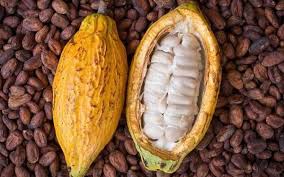Côte d'Ivoire/ Le prix du cacao va chuter. Côte d'Ivoire/ Le prix du cacao va chuter.