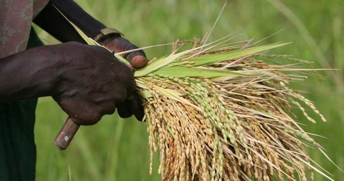 Filière riz en Côte d'Ivoire/ Des difficultés demeurent/Voici quelques recommandations