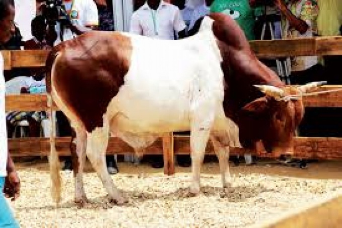 Sara 2025/ La plus grande vitrine ouest africaine de l'agriculture ouvre ses portes. Sara 2025/ La plus grande vitrine ouest africaine de l'agriculture ouvre ses portes.