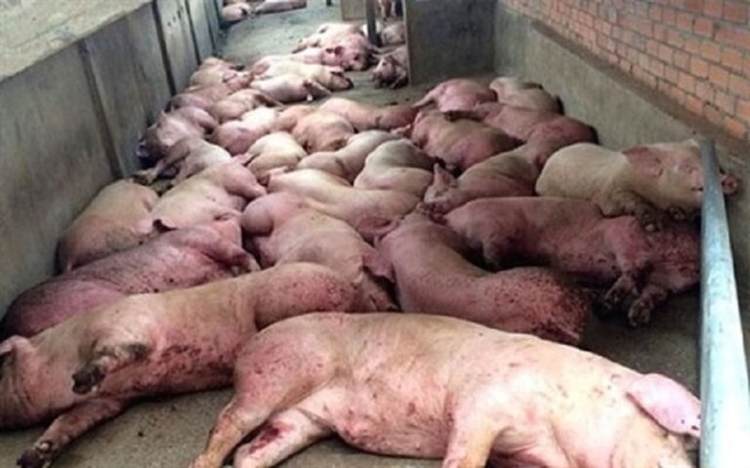 Peste porcine/ 108 286 porcs abattus dans 19 localités/  Des actions correctives pour une riposte efficace contre le fléau