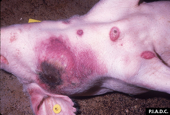 Peste porcine/ 108 286 porcs abattus dans 19 localités/  Des actions correctives pour une riposte efficace contre le fléau