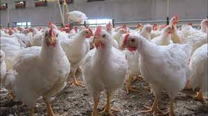 Résistance antimicrobienne : des pratiques responsables pour protéger l’avenir de l’élevage en Côte d’Ivoire