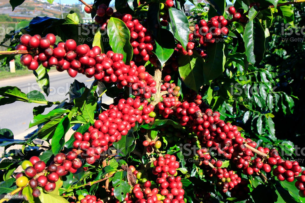 UEMOA Matières Premières exportées : Le prix du café a  fortement progressé en décembre