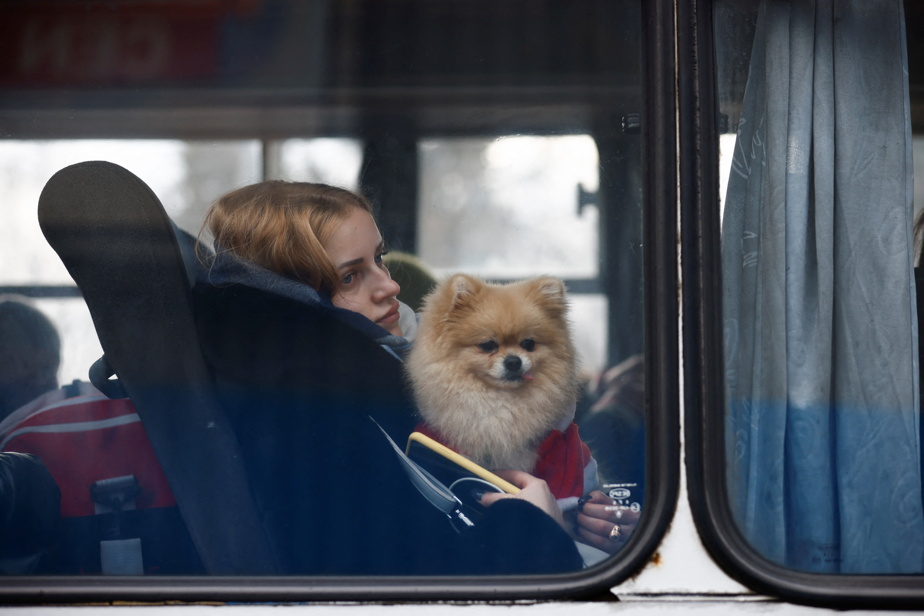 ​Bombardements des villes Ukrainiennes : Des animaux sauvés par les secouristes