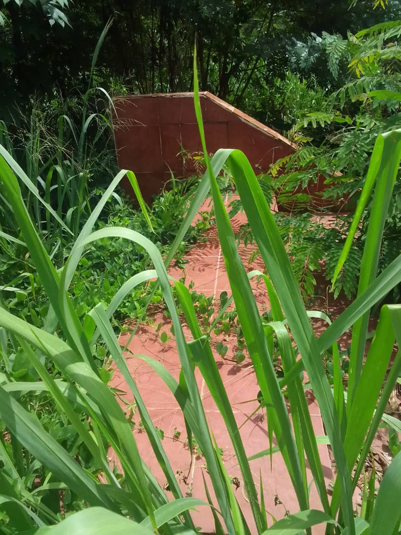 L'artiste Akézo mort en 2003/  Sa tombe envahie par les hautes herbes