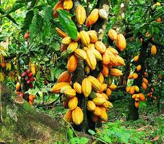 Le prix du kg de cacao a atteint la barre de 1000 f