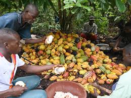 Le Kg de Cacao passe de 900 à 1000f, le café à 900 f