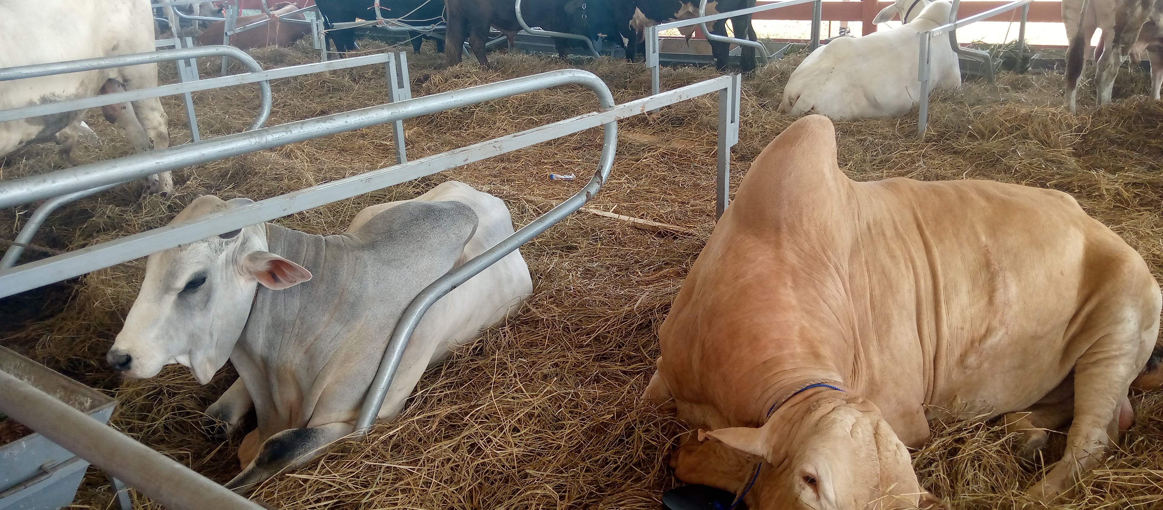 Une vue des autres espèces Une vue des autres espèces