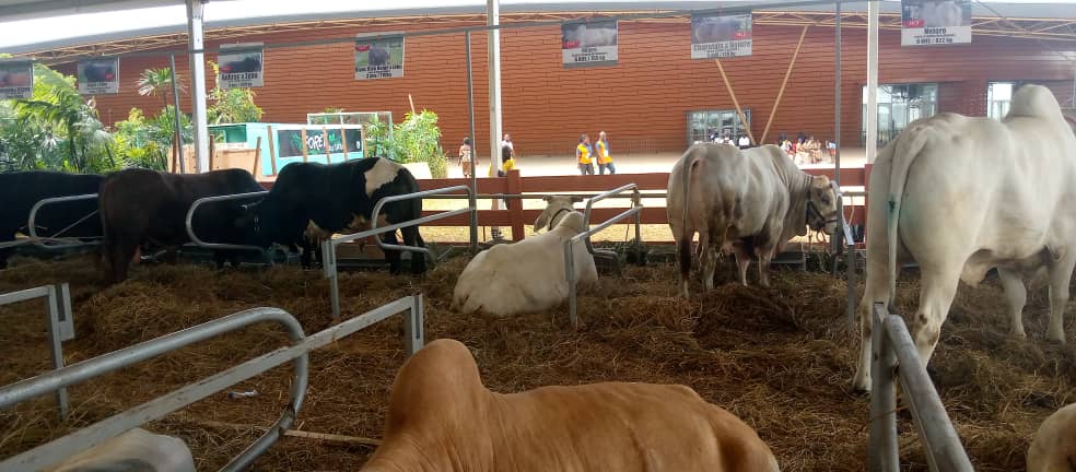 Sara 2023/Élevage / Un bovin d'une tonne suscite la curiosité des visiteurs Sara 2023/Élevage / Un bovin d'une tonne suscite la curiosité des visiteurs