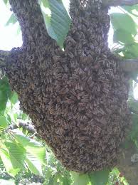 Un nid d'abeilles sauvages Un nid d'abeilles sauvages
