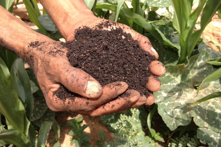 Afrique de l’Ouest :  La santé humaine menacée par l’utilisation des pesticides dans l’agriculture.