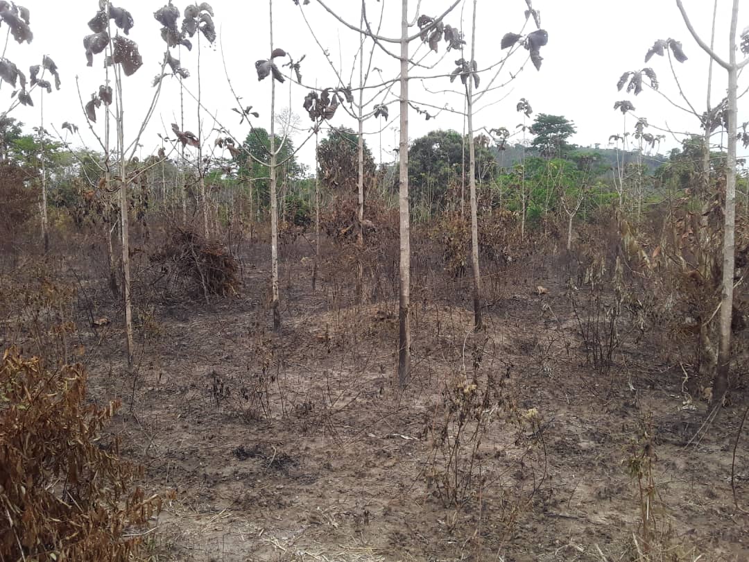 Bangolo/ Un paysan met le feu à sa parcelle et est retrouvé mort. Bangolo/ Un paysan met le feu à sa parcelle et est retrouvé mort.
