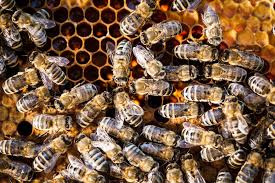 Tragique/ Un couple de septuagénaires tué par des abeilles Tragique/ Un couple de septuagénaires tué par des abeilles