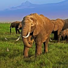 Les éléphants dévastent tout à Binao Les éléphants dévastent tout à Binao