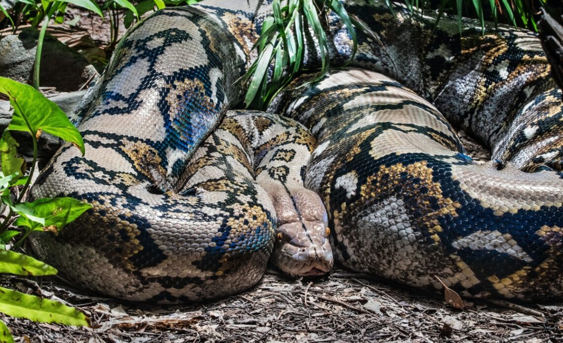 Drame/ Une femme retrouvée morte dans le ventre un python Drame/ Une femme retrouvée morte dans le ventre un python