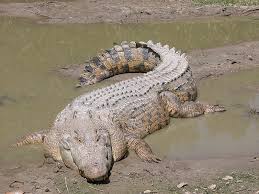 District autonome d'Abidjan/ Des crocodiles font leur retour dans la rivière du Banco District autonome d'Abidjan/ Des crocodiles font leur retour dans la rivière du Banco