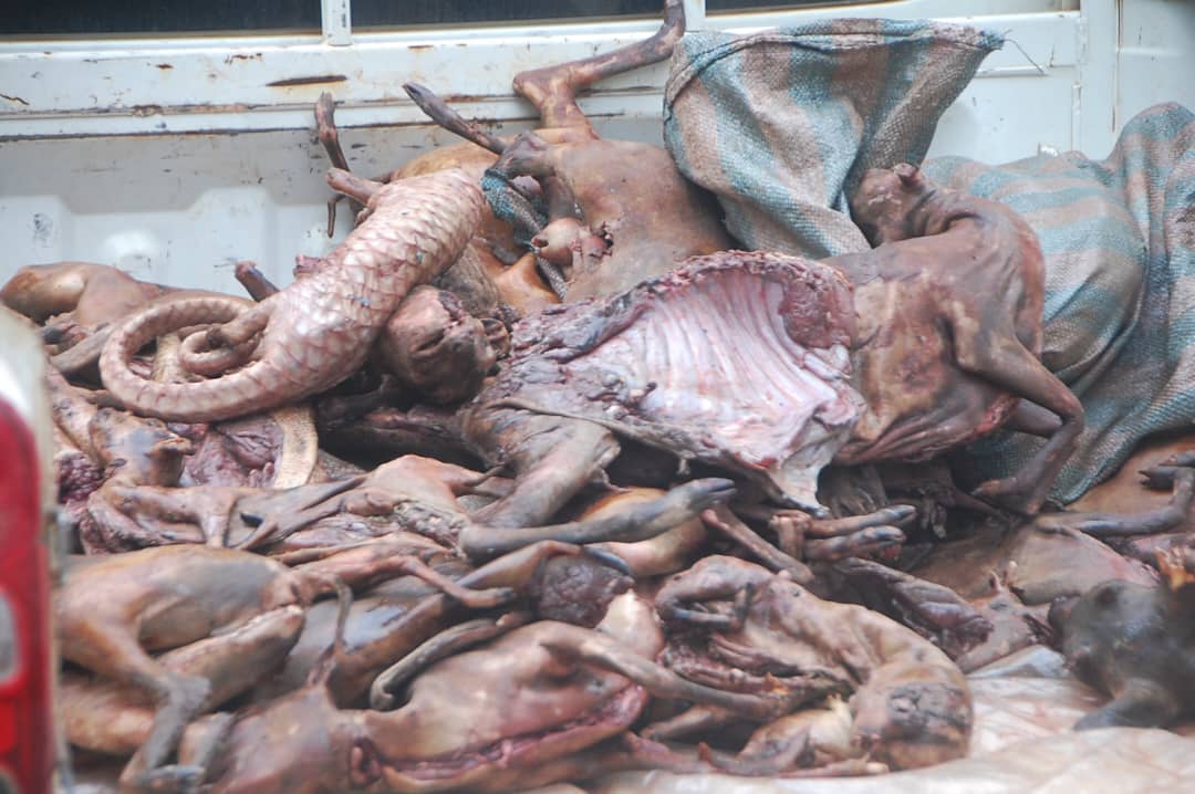 Daoukro/Plus de 700 kg de viande saisis et incinérés