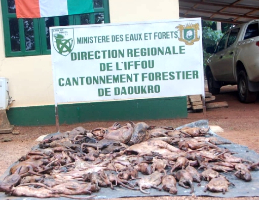 Daoukro/Plus de 700 kg de viande saisis et incinérés Daoukro/Plus de 700 kg de viande saisis et incinérés