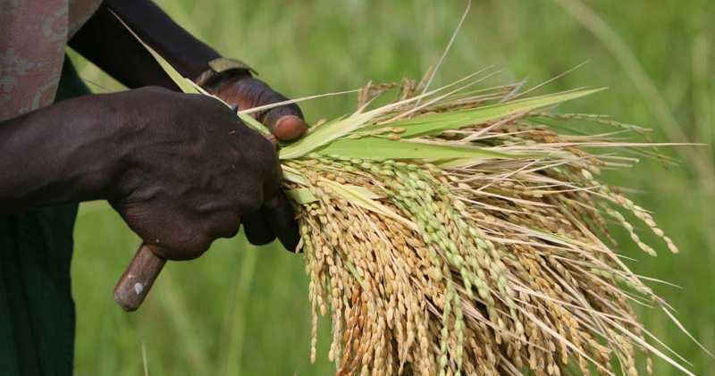 Filière riz en Côte d'Ivoire/ Des difficultés demeurent/Voici quelques recommandations