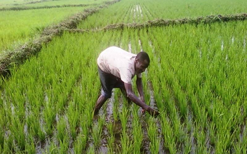 Guémon/ Auto-suffisance alimentaire/1800 jeunes bientôt formés à la production du riz irrigué