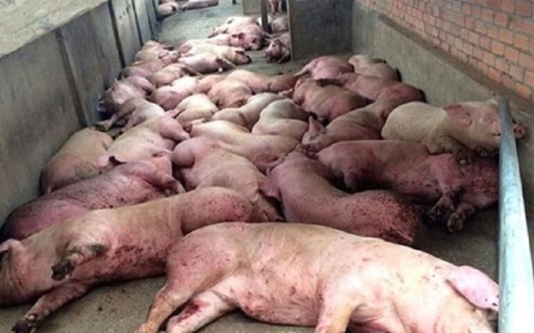 Peste porcine/ 108 286 porcs abattus dans 19 localités/  Des actions correctives pour une riposte efficace contre le fléau