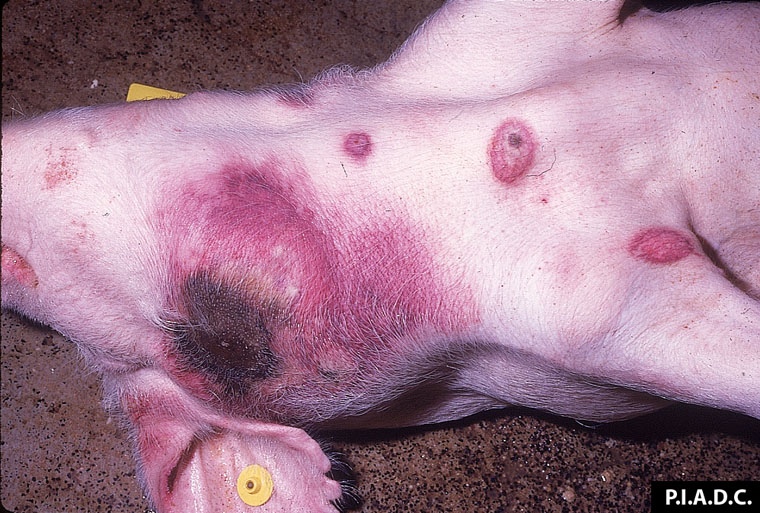 Peste porcine/ 108 286 porcs abattus dans 19 localités/  Des actions correctives pour une riposte efficace contre le fléau