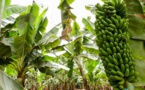 Production de bananes desserts en Côte d’Ivoire : Les travailleurs crient leur misère