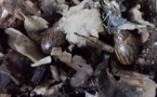 Projet jeunes/ Plusieurs villageois initiés à l'élevage des escargots