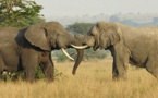 Faits Divers : Un éléphant tue une femme de 70 ans et revient piétiner son cadavre en Inde