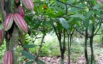 Agriculture/ Le prix du cacao fixé à 900 f fait grincer les dents aux planteurs.