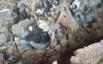 Odieux/ Morte en couche, la tombe d'une mère profanée. Son corps calciné.