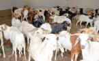 Tabaski/ Le ministre Amadou Koné offre 100 moutons aux fidèles de Bouaké