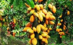 Le Kg de Cacao passe de 900 à 1000f, le café à 900 f