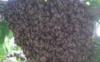 Dabou/ Des abeilles assiègent une  école.La débandade.  Les cours suspendus