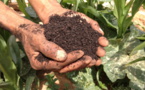 Afrique de l’Ouest :  La santé humaine menacée par l’utilisation des pesticides dans l’agriculture.