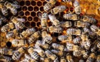 Tragique/ Un couple de septuagénaires tué par des abeilles
